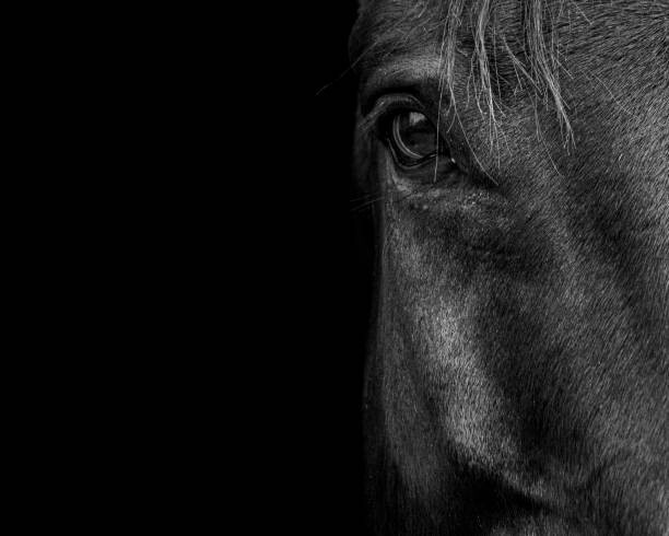 Levně Plakát, Obraz - Horse, Horse & Hound Fine Art Photography, 40 × 30 cm