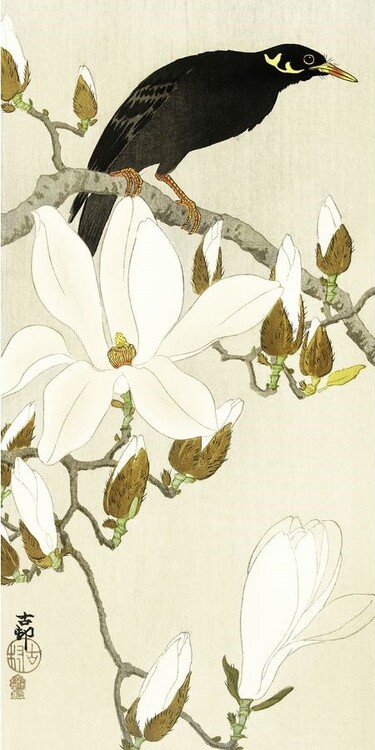 Levně Umělecký tisk Myna On Magnolia Branch, Ohara Koson, 20 × 40 cm