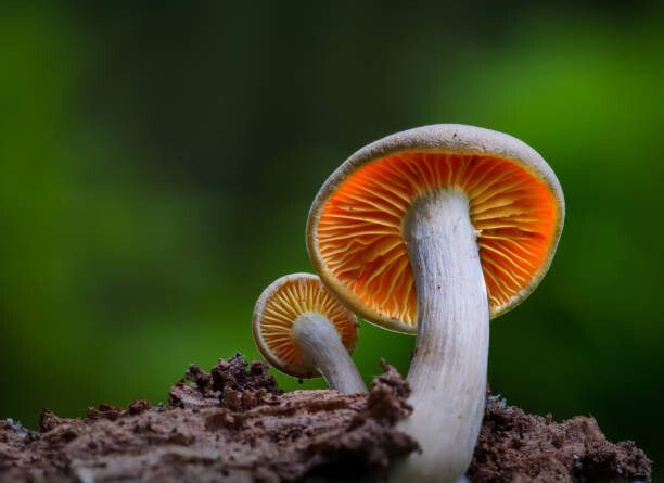 Umělecká fotografie Close-up of mushroom growing on field,Silkeborg,Denmark, Karim Qubadi / 500px, (40 x 30 cm)