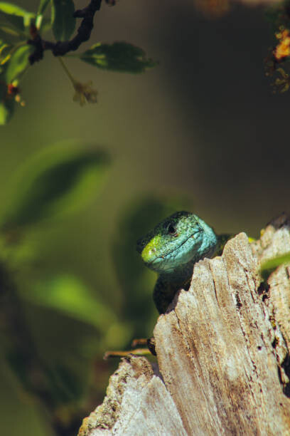 Levně Plakát, Obraz - European green lizard (Lacerta viridis), Marko Petkovic Visual, 26.7 × 40 cm