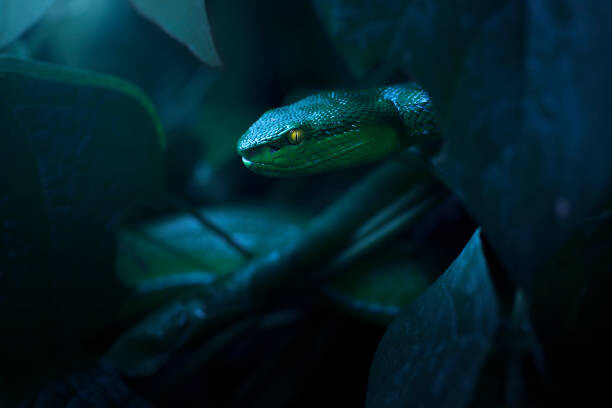 Levně Plakát, Obraz - White lipped pit viper (Trimeresurus albolabris), Kristian Bell, 40 × 26.7 cm