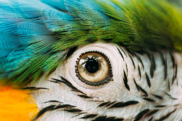 Plakát, Obraz - Eye Of Blue-and-yellow Macaw Also Known, bruev, 40 × 26.7 cm