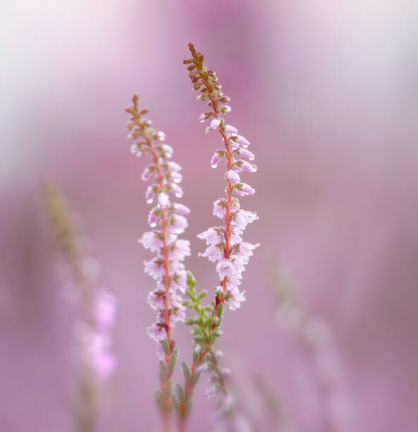 Levně Plakát, Obraz - Close-up of pink flowering plant, bunthem / 500px, 40 × 40 cm