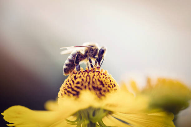 Levně Plakát, Obraz - Honeybee collecting pollen from a flower, mrs, 40 × 26.7 cm