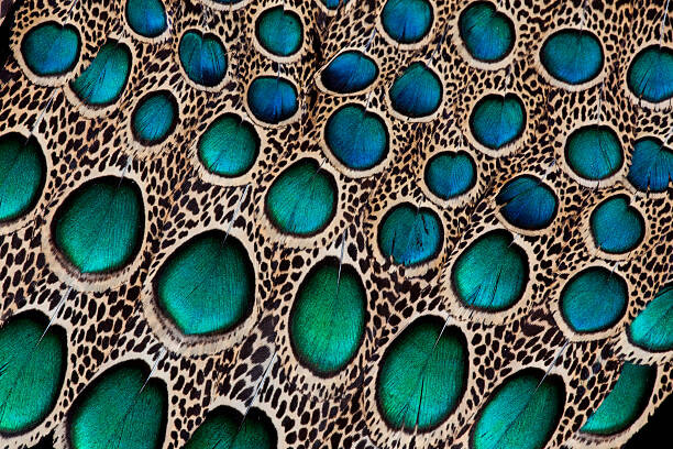 Fotografie Maylay Peacock Feather Design wing feathers, Darrell Gulin, 40 × 26.7 cm