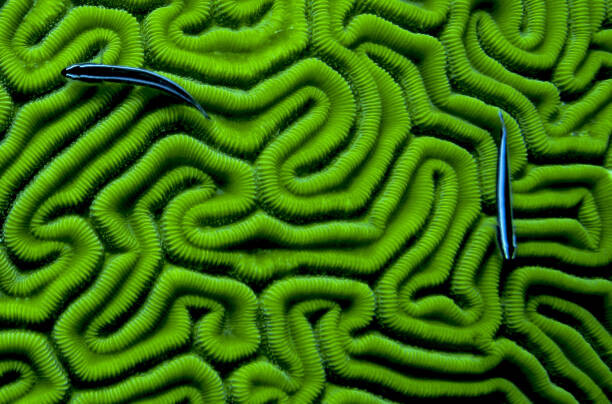 Levně Plakát, Obraz - Grooved Brain Coral, Dash Shemtoob, 40 × 26.7 cm