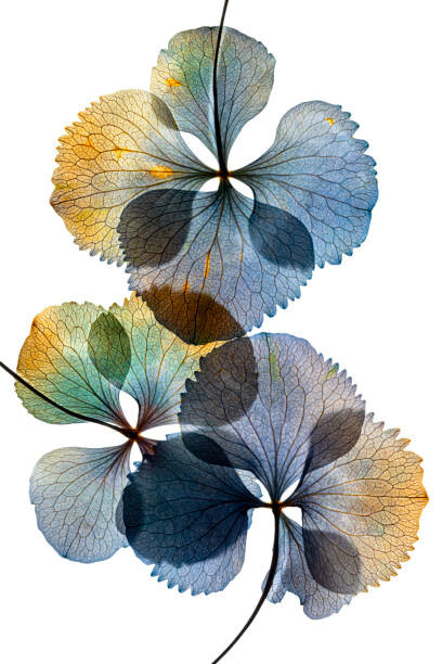 Levně Plakát, Obraz - Pressed and dried dry flower, andersboman, 26.7 × 40 cm