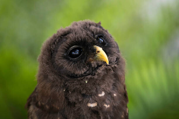 Levně Plakát, Obraz - Daydreaming Owlet, W. Drew Senter, Longleaf Photography, 40 × 26.7 cm