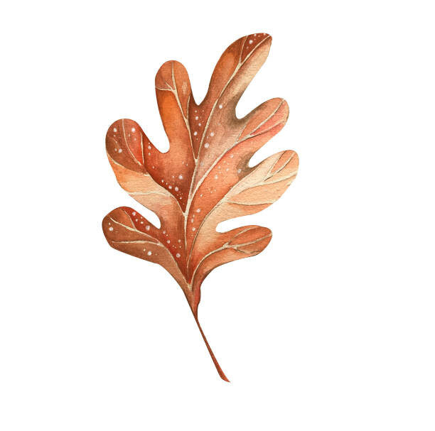 Umělecká fotografie A beautiful autumn watercolor oak leaf, Lidiia Biktimirova, (40 x 40 cm)