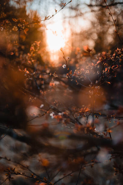 Levně Plakát, Obraz - One last standing blossom of tree, thethomsn, 26.7 × 40 cm
