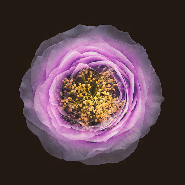 Levně Plakát, Obraz - Blended Flowers Imagination View, MirageC, 40 × 40 cm