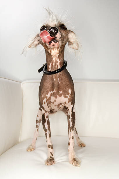 Fotografie Chinese Crested dog portrait., - Fotosearch, (26.7 x 40 cm)