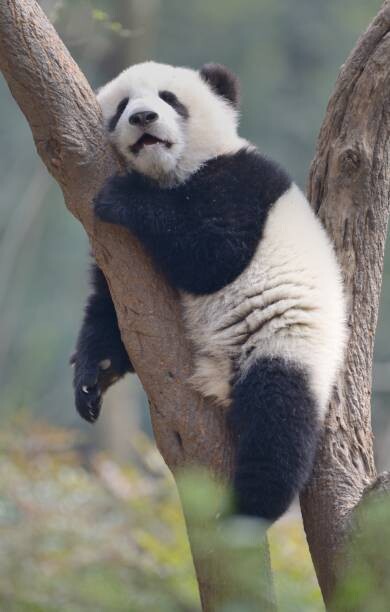 Umělecká fotografie A young panda sleeps on the branch of a tree, All copyrights belong to Jingying Zhao, (24.6 x 40 cm)