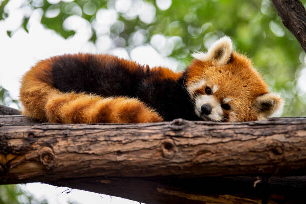 Fotografie Red panda in a tree, Mark Chivers, 40x26.7 cm