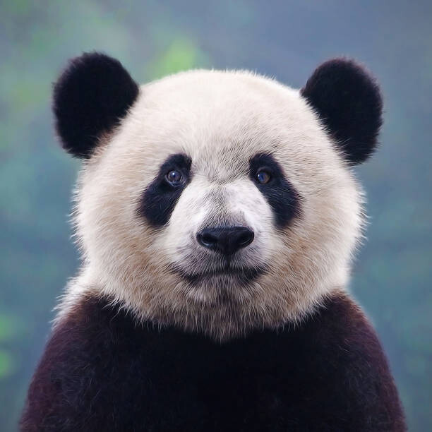 Umělecká fotografie Closeup shot of a giant panda bear, Hung_Chung_Chih, (40 x 40 cm)