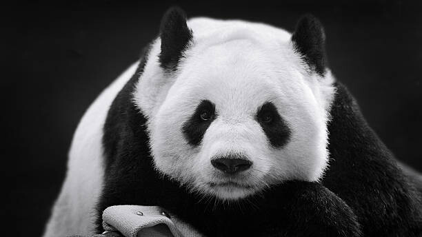 Umělecká fotografie Panda in Repose, Thousand Word Images by Dustin Abbott, (40 x 22.5 cm)