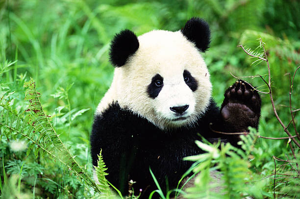 Levně Plakát, Obraz - Giant Panda (Ailuropoda melanoleuca), John Giustina, 40 × 26.7 cm