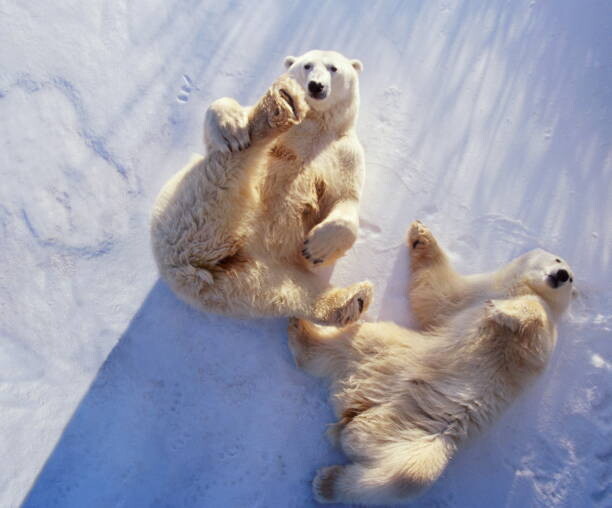 Umělecká fotografie Polar bears lying on backs,, George Lepp, (40 x 35 cm)
