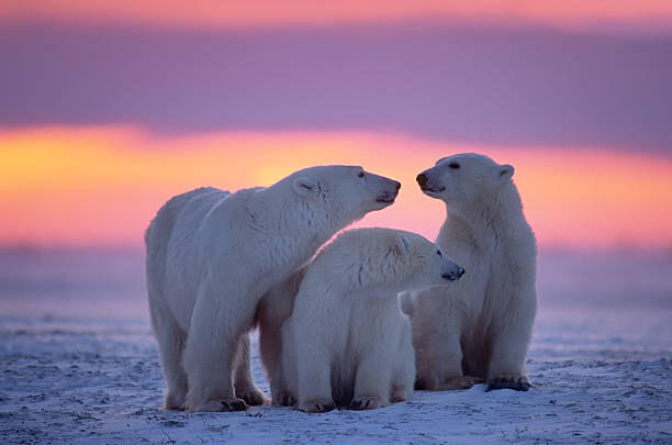 Fotografie Polar bear with yearling cubs, JohnPitcher, (40 x 26.7 cm)
