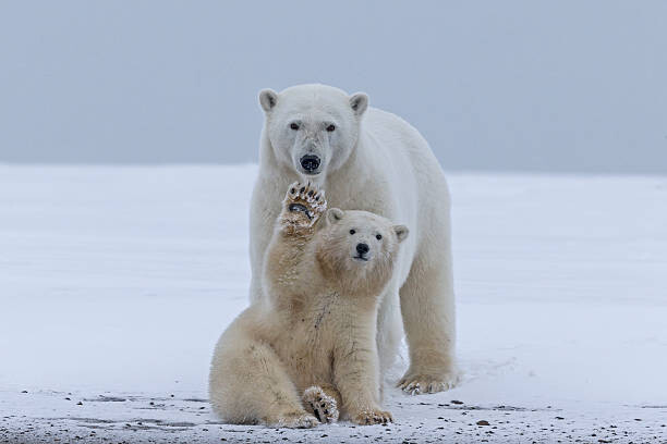 Levně Plakát, Obraz - Polar bear, Sylvain Cordier, 40 × 26.7 cm