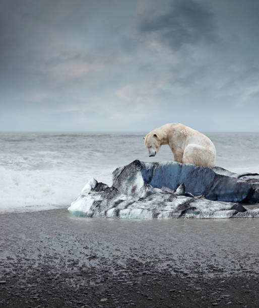 Umělecká fotografie Polar bear on the melting iceberg, narvikk, (35 x 40 cm)