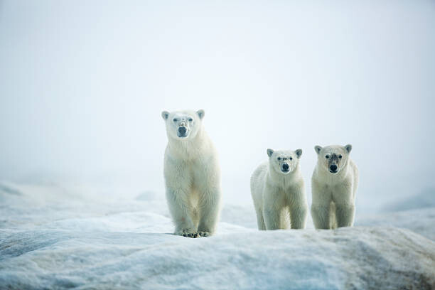 Umělecká fotografie Polar Bears in Fog, Hudson Bay, Nunavut, Canada, Paul Souders, (40 x 26.7 cm)