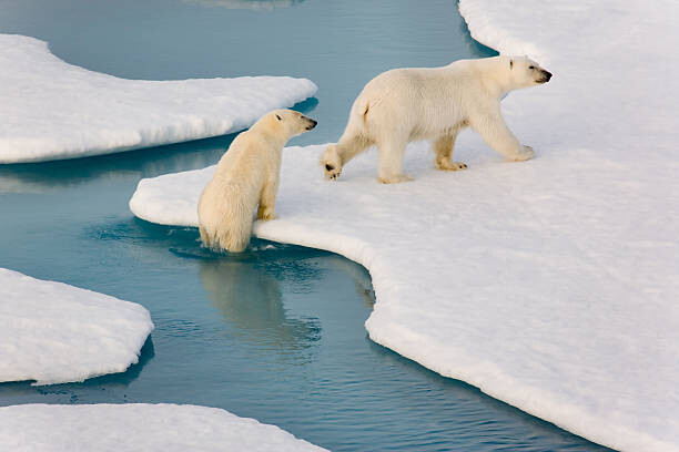 Umělecká fotografie Two polar bears climbing out of water., SeppFriedhuber, (40 x 26.7 cm)