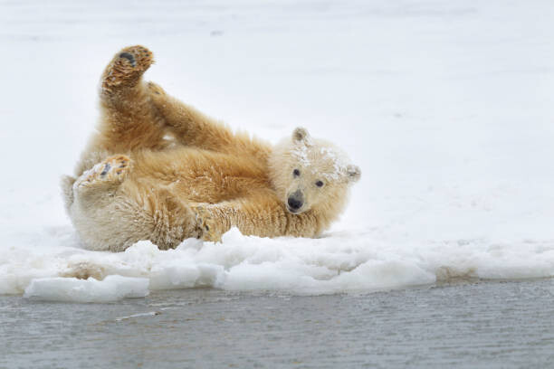 Fotografie Polar bear cub, Patrick J. Endres, (40 x 26.7 cm)