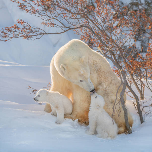 Umělecká fotografie Two polar bears play fight,Wapusk National, Hao Jiang / 500px, (40 x 40 cm)