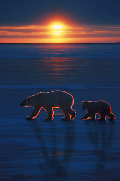 Umělecká fotografie Mother polar bear with cub, Ron Sanford, (26.7 x 40 cm)