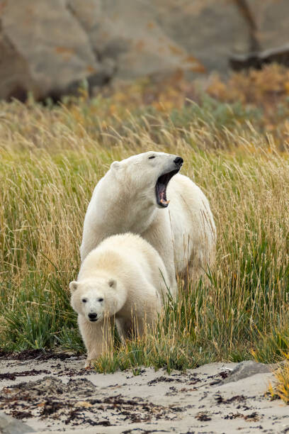 Umělecká fotografie Polar Bear mother and cub, sow and cub, Stan Tekiela Author / Naturalist / Wildlife Photographer, (26.7 x 40 cm)