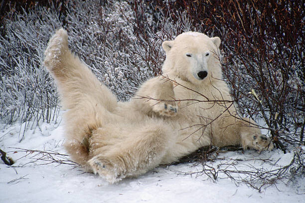 Umělecká fotografie Polar Bear Lying in Snow, George D. Lepp, (40 x 26.7 cm)