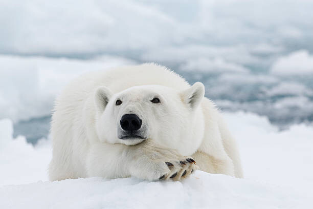 Umělecká fotografie Polar bear, dagsjo, (40 x 26.7 cm)