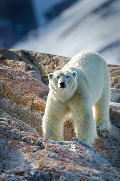 Fotografie Male Polar Bear, Peter Orr Photography, (26.7 x 40 cm)