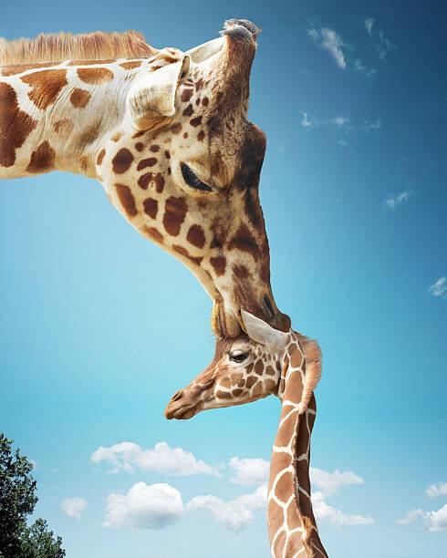 Levně Plakát, Obraz - Mother giraffe nuzzling calf's head, Gandee Vasan, 30 × 40 cm