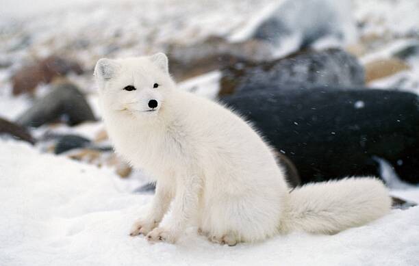 Fotografie Arctic fox in winter coat, Hudson Bay, Canada, Jeff Foott, (40 x 24.6 cm)