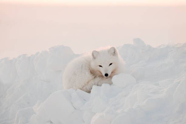 Fotografie Arctic white fox close-up. Arctic fox, Oksana Stasenko, (40 x 26.7 cm)