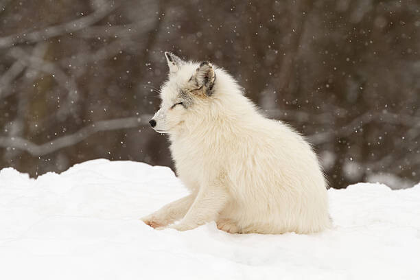 Umělecká fotografie Arctic fox-eyes closed, Adria Photography, (40 x 26.7 cm)