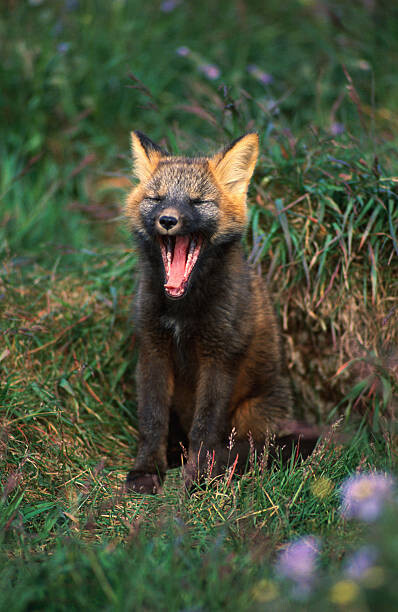 Umělecká fotografie Arctic Fox Yawning, Danny Lehman, (26.7 x 40 cm)
