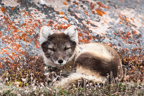 Umělecká fotografie Resting Female Arctic Fox, drferry, (40 x 26.7 cm)