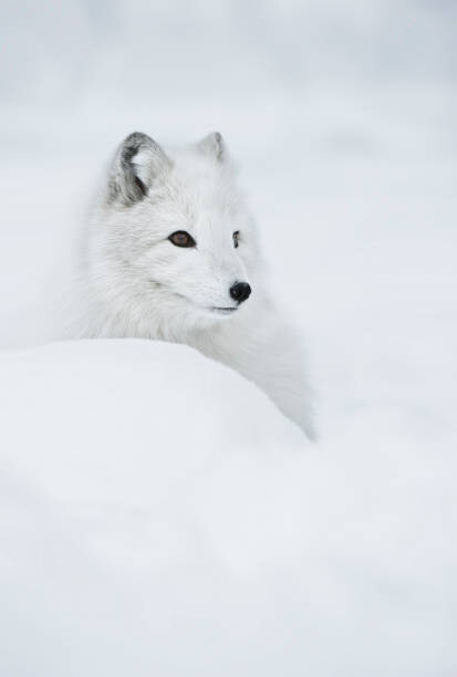 Umělecká fotografie An arctic fox in the snow., Andy Astbury, (26.7 x 40 cm)