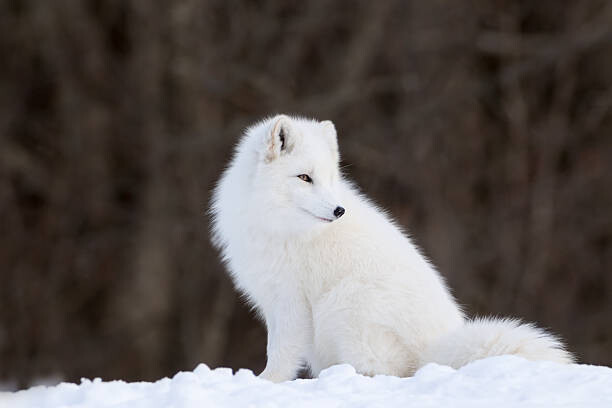 Umělecká fotografie Portrait of Arctic Fox, Adria Photography, (40 x 26.7 cm)