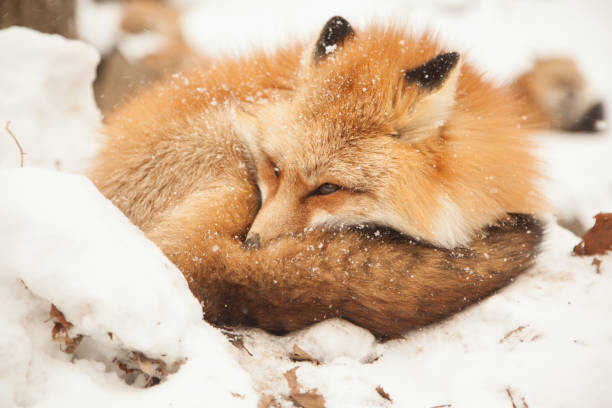 Levně Plakát, Obraz - Close-up of sleeping fox, Alycia Moore / 500px, 40 × 26.7 cm