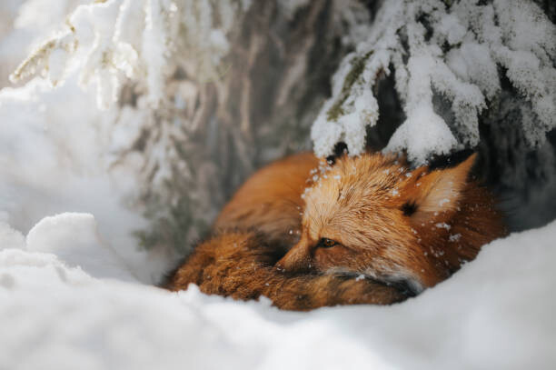 Levně Plakát, Obraz - Close-up of squirrel on snow covered, Grzegorz Bukalski / 500px, 40 × 26.7 cm