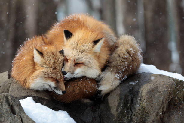 Umělecká fotografie Close-up of red fox on snow, Sebastian Nicolas / 500px, (40 x 26.7 cm)