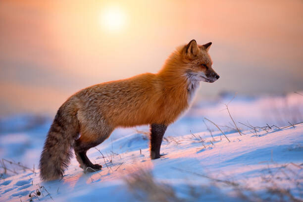 Fotografie Red Fox In The Morning Sun, Darren Langdon, 40x26.7 cm