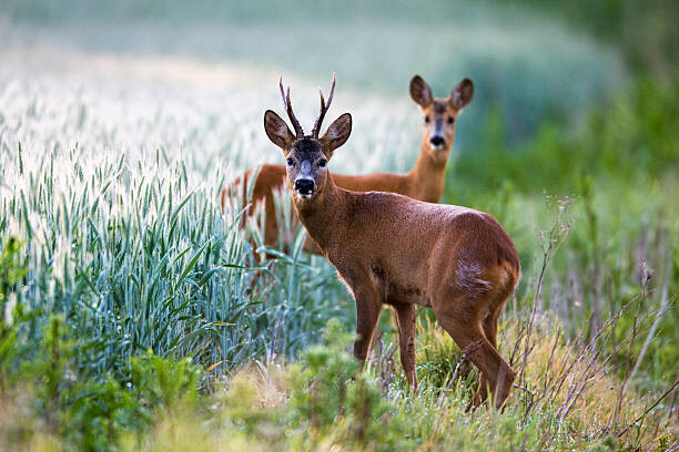 Levně Plakát, Obraz - Roebuck and roe doe at edge of arable field, James Warwick, 40 × 26.7 cm