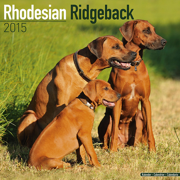 Kalender 2027 Rhodesian Ridgeback
