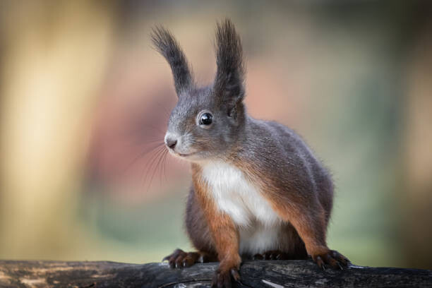 Levně Plakát, Obraz - Adventures of cute and funny squirrel, Barbara Cerovsek, 40 × 26.7 cm