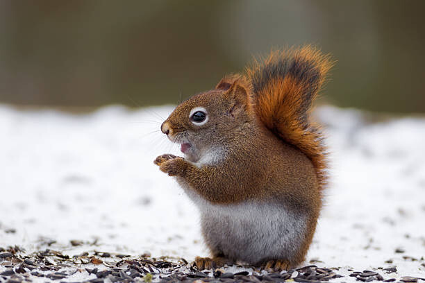 Umělecká fotografie Red Squirrel on snow, Adria Photography, (40 x 26.7 cm)
